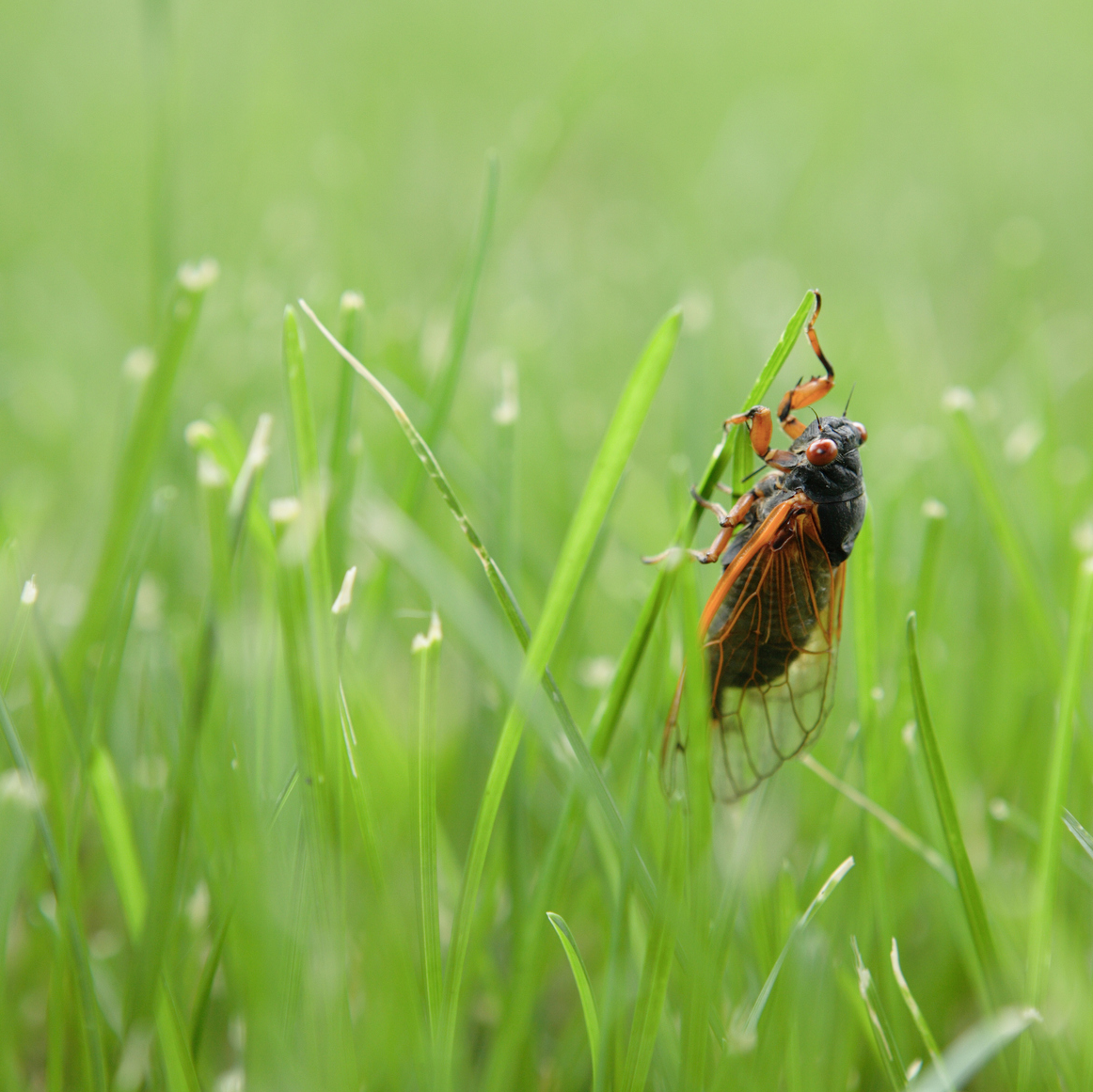 cicada in grass