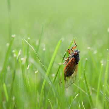 cicada in grass