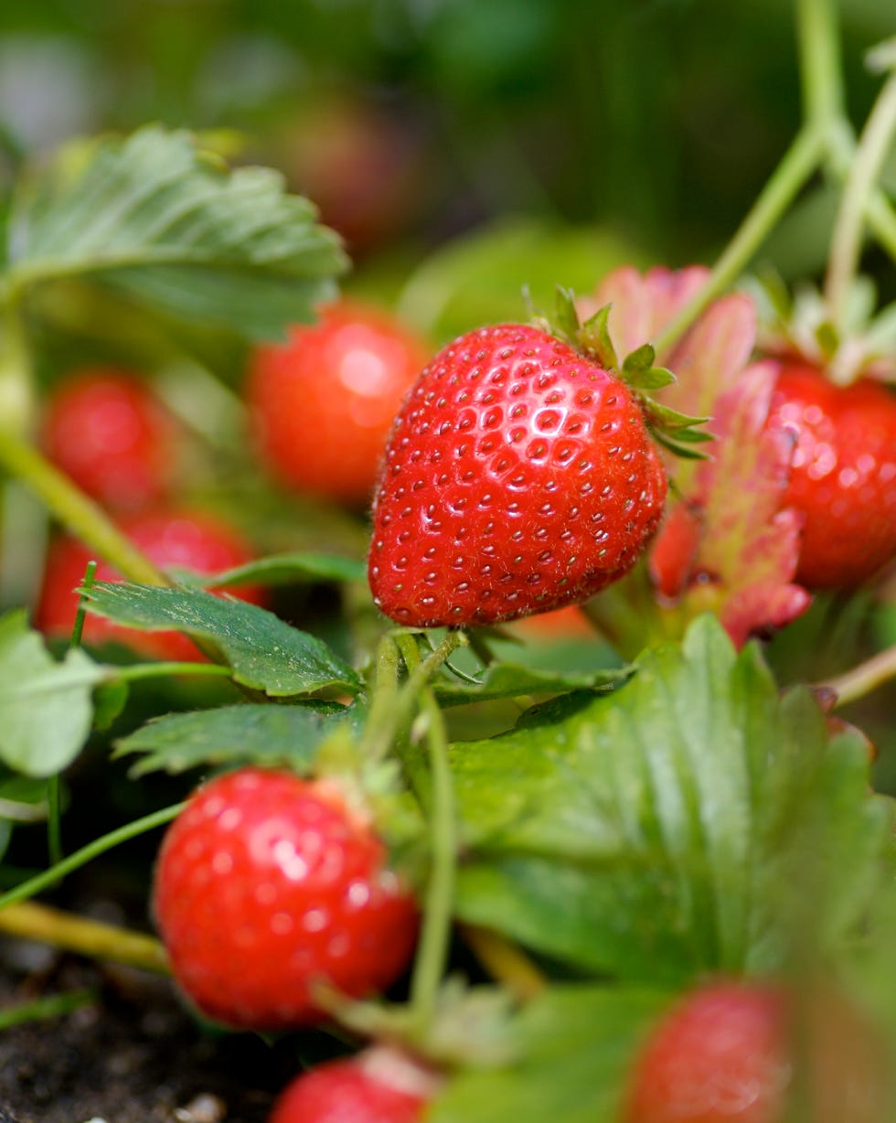 10 Best Berries To Grow In Your Garden Types Of Berries To Grow 10-best-berries-to-grow-in-your-garden-types-of-berries-to-grow