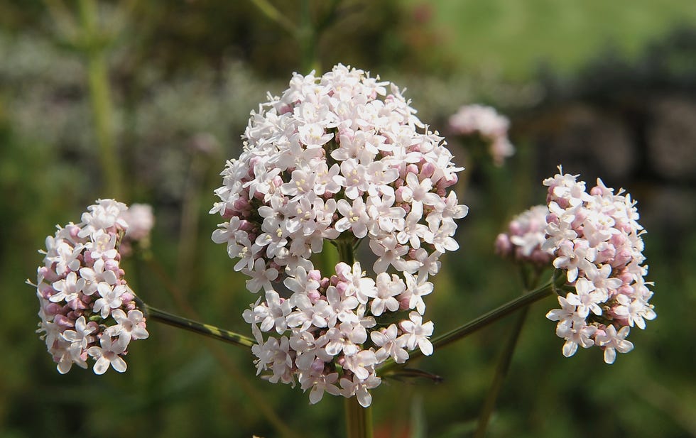 closeup of common valerian flowers