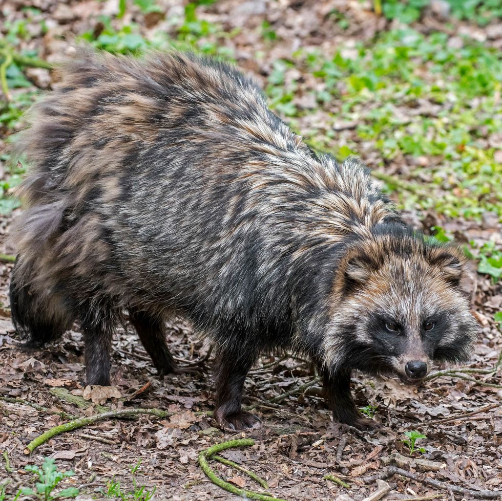 Raccoon dog foraging in forest and showing camouflage colours.