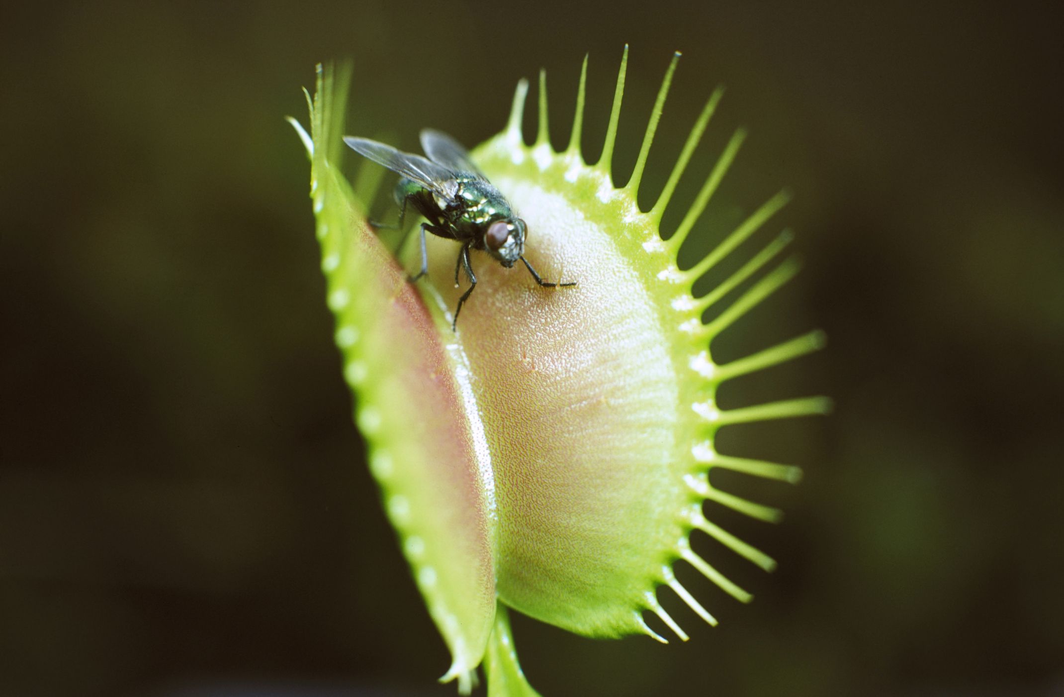 How to Care for a Venus Fly Trap