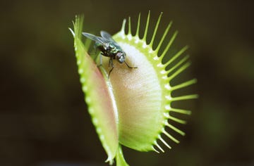 venus fly trap