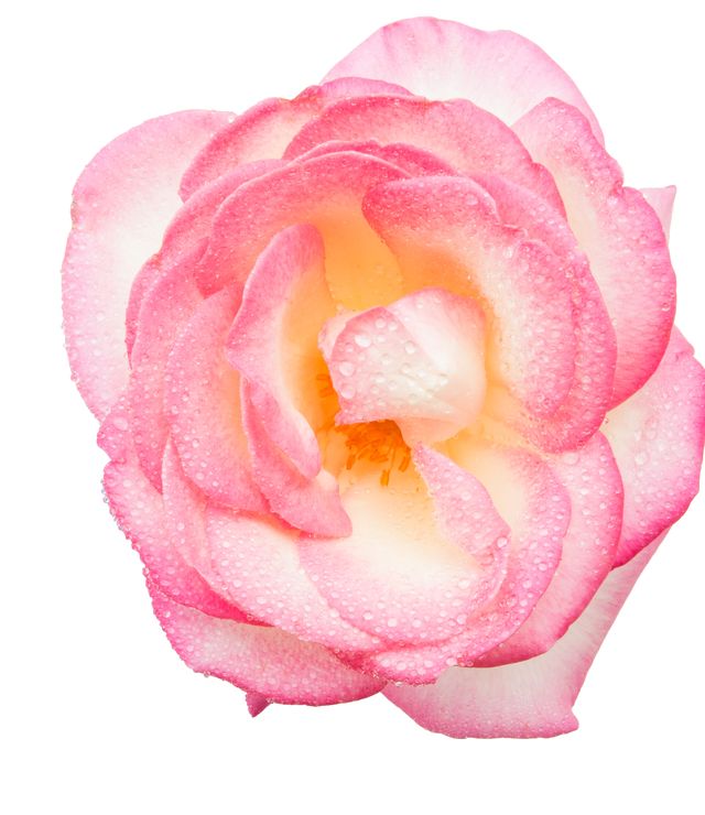 Pink, Petal, Flower, Rose, Garden roses, Plant, Rose family, Cut flowers, Rose order, Hybrid tea rose, 