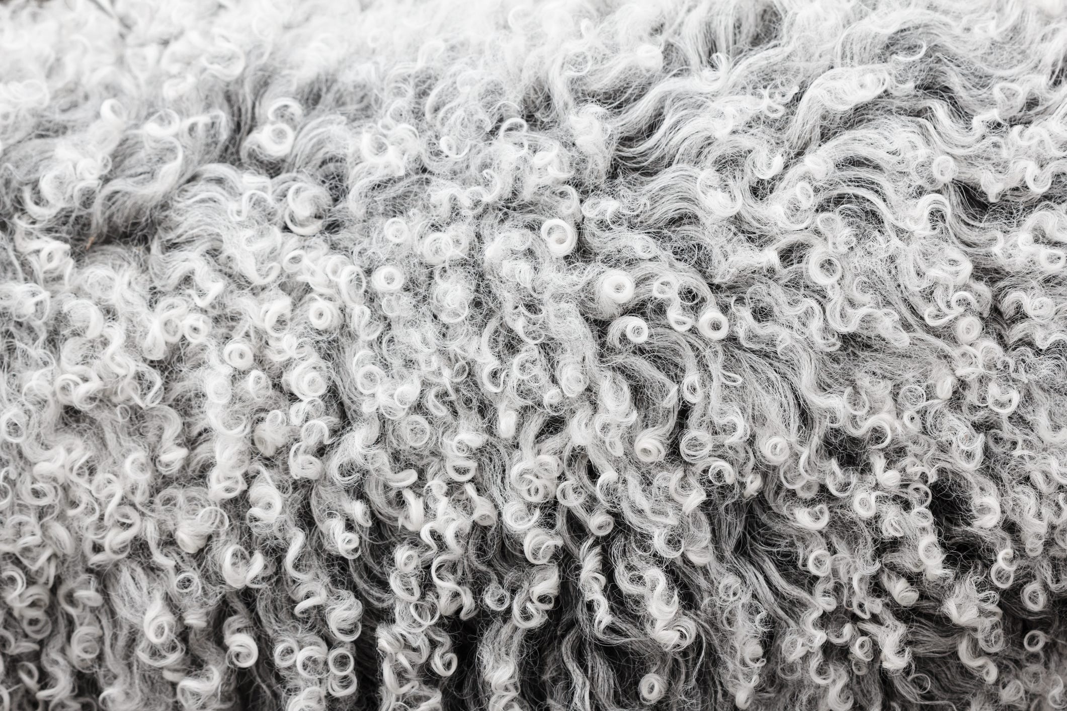 Lambswool texture, background close up.