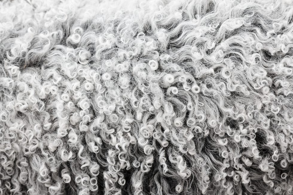 Lambswool texture, background close up.