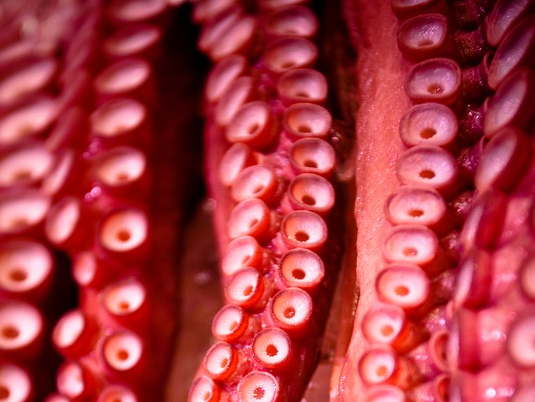 close up of red arms of octopus