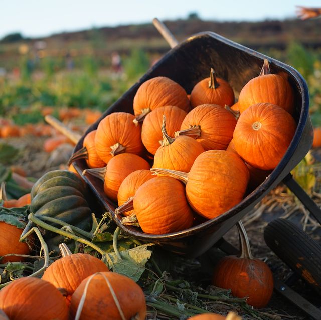 a wheelbarrow full of pumpkins at the pumpkin patch