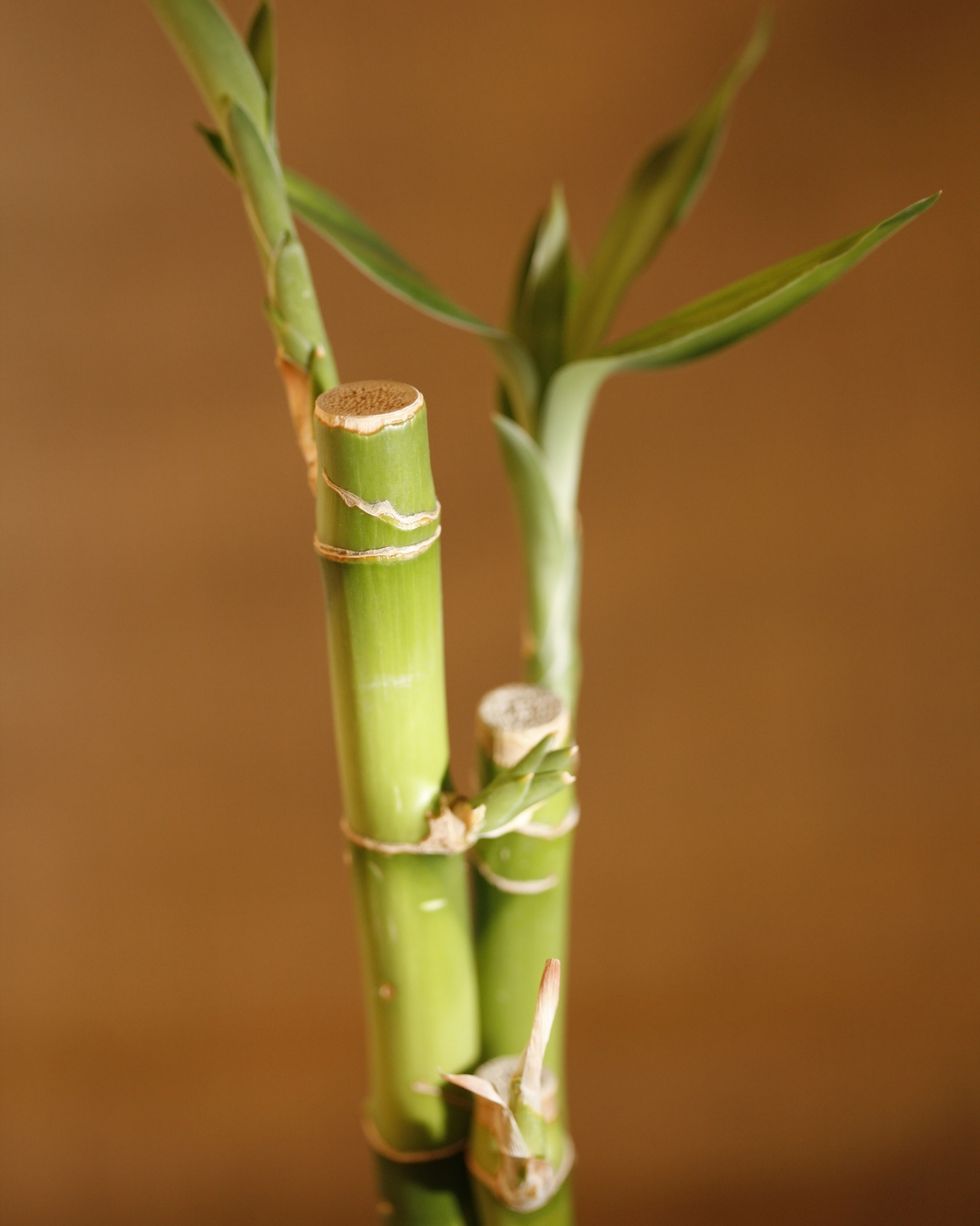 bambú de la suerte