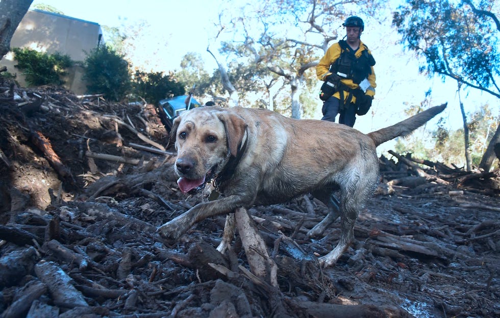 Dog, Canidae, Carnivore, Dog breed, Hunting dog, Sporting Group, Mountain cur, Geological phenomenon, Field trial, Adventure, 