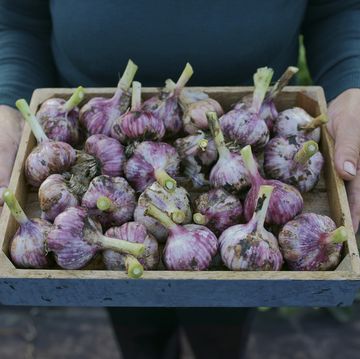 bulbs of garlic in a basket