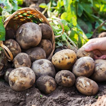 how to grow potatoes