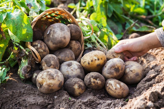 how to grow potatoes