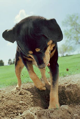 Canidae, Dog, Working animal, Soil, Bovine, Grass, Guard dog, Adaptation, Sporting Group, Dobermann, 
