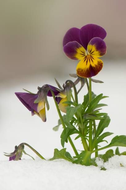 violet pansy flowers in snow vertical crop copy space for text
