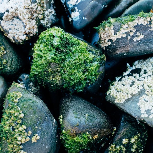 Rock, Pebble, Non-vascular land plant, Plant, Organism, Moss, Green algae, Mineral, 