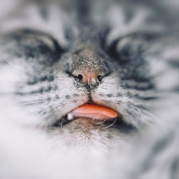 closeup of sleeping gray cat with tongue hugge