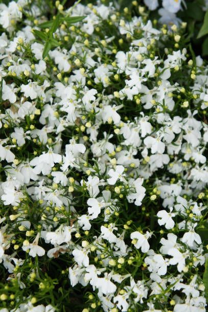 lobelia ampel white flowers with green