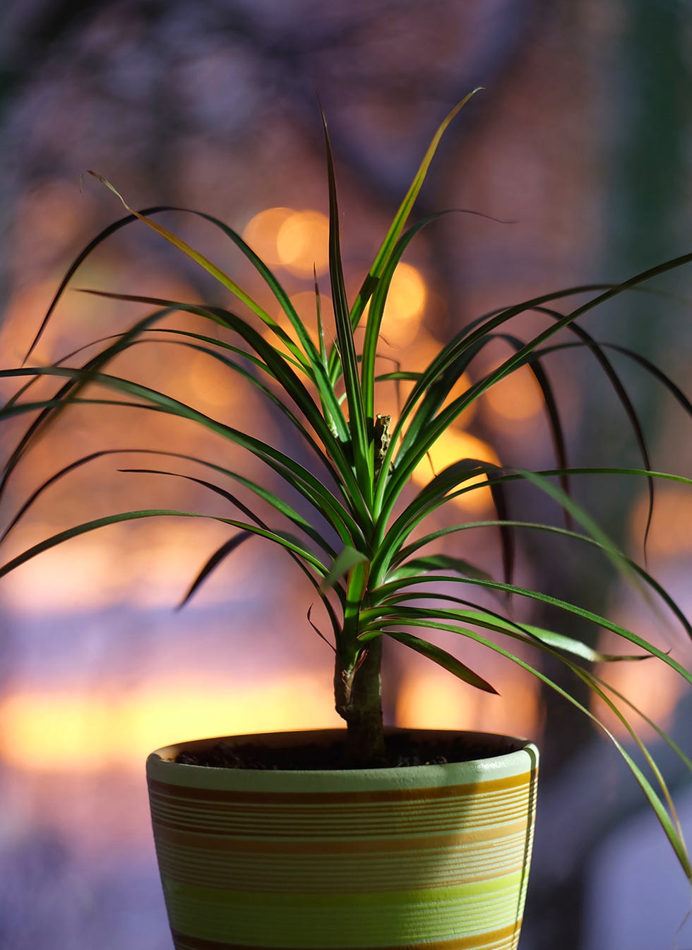 Houseplant, Flowerpot, Plant, Flower, Leaf, Terrestrial plant, Grass, Botany, Grass family, Tree, 