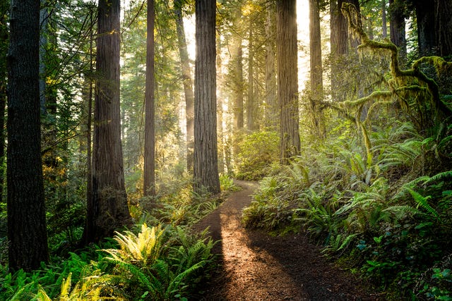 sunrise in redwood national park