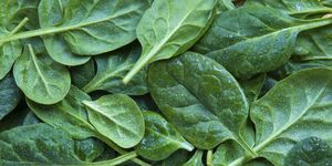 Full frame shot of leaf spinach