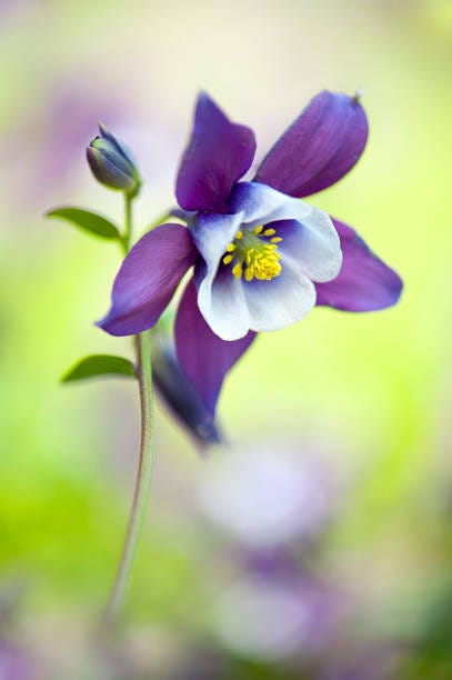 columbine