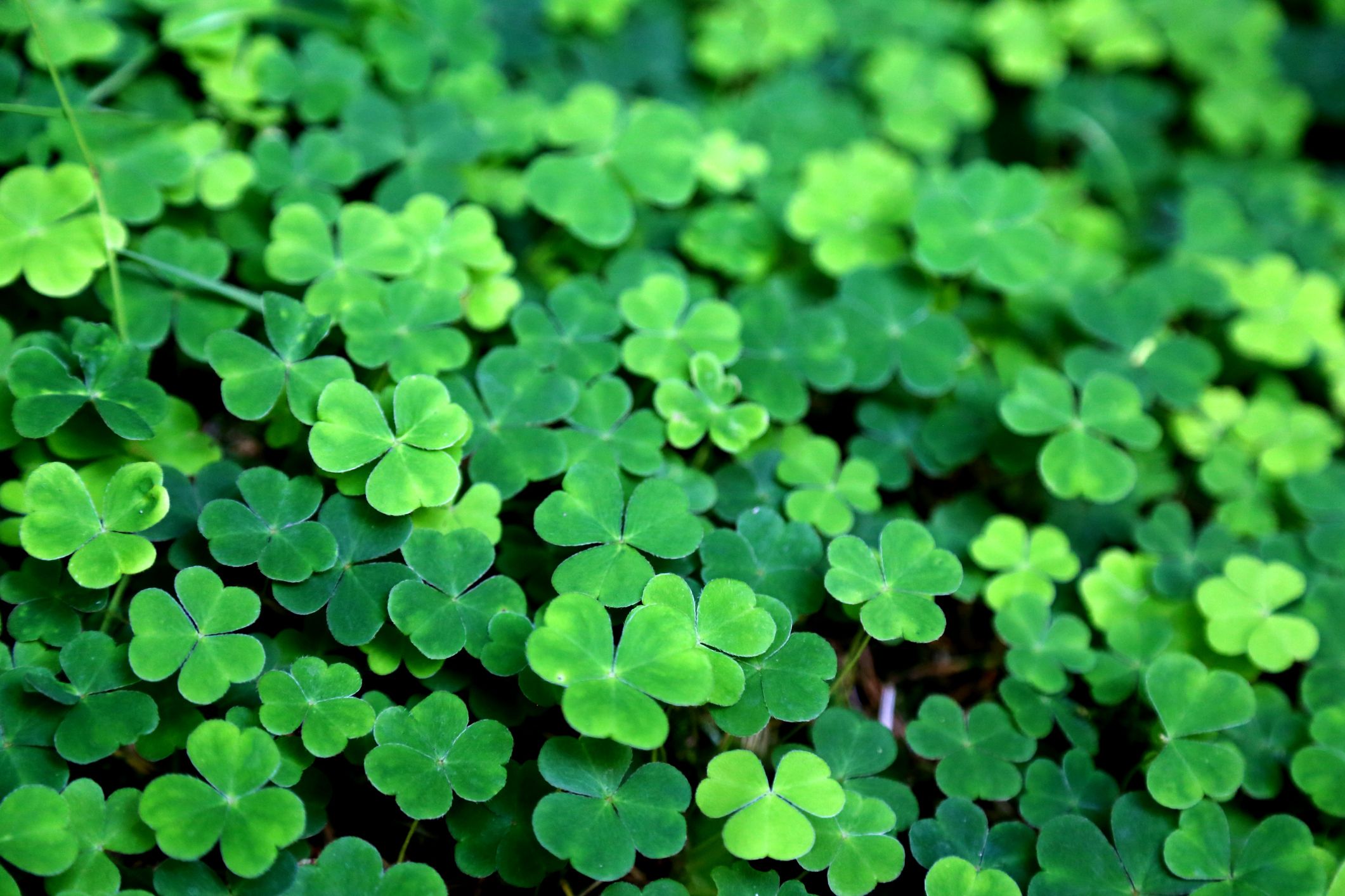 St Patrick S Day Dark Green Background Wallpaper Image For Free Download   Pngtree