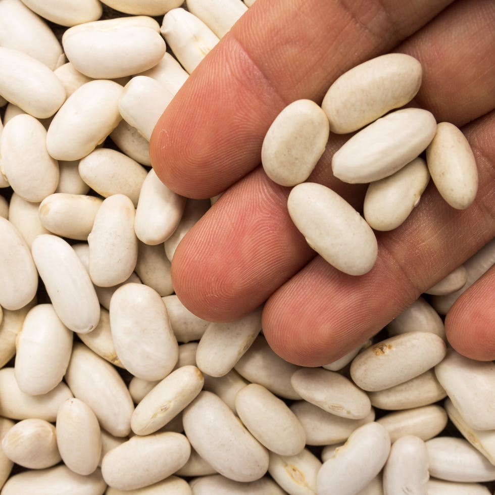 Navy Bean legume. Person with grains in hand. Macro. Whole food. phaseolus vulgaris is scientific name of sugar bean legume also known as feijao rajado or frijol canavalalso known as haricot, pearl bean and feijao branco person with grains in hand macro whole food