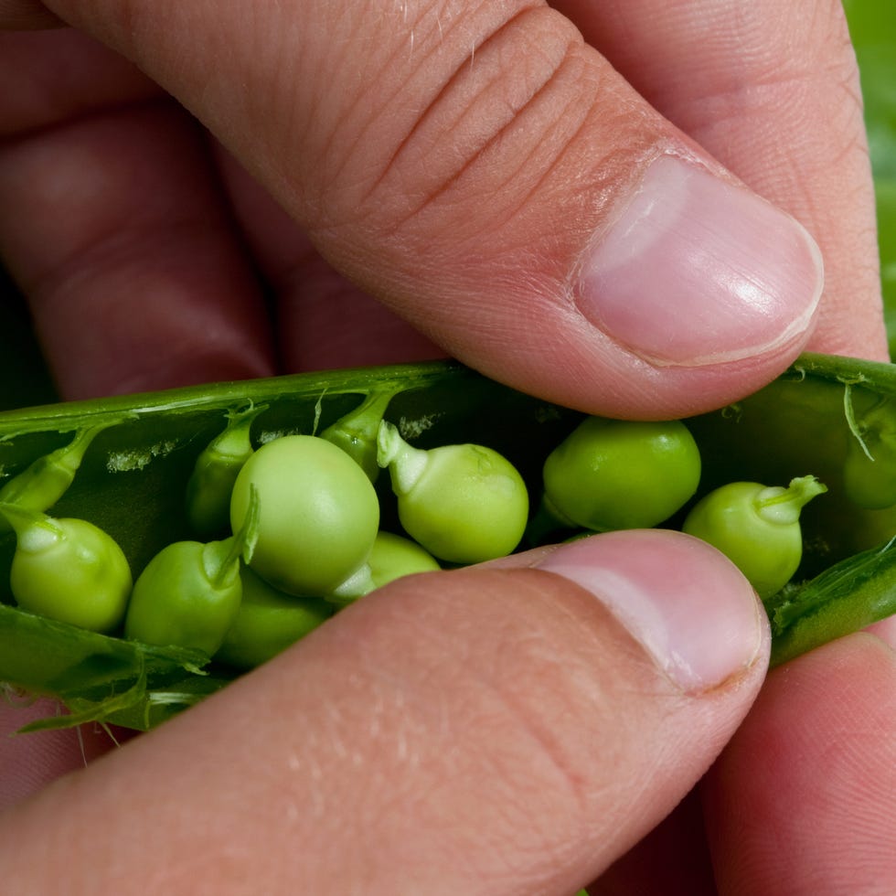 Fresh sugar peas fresh sugar peas being open