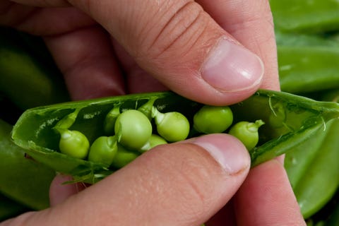 fresh sugar peas being open