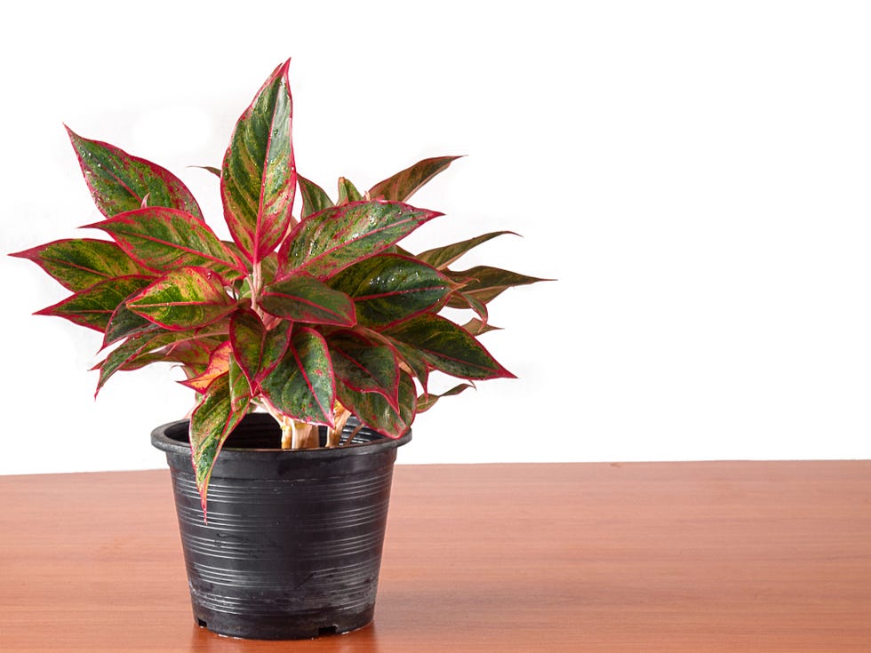 aglaonema in flower pot