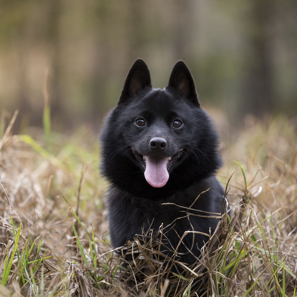 young vibrant male schipperke enjoying a day out and about