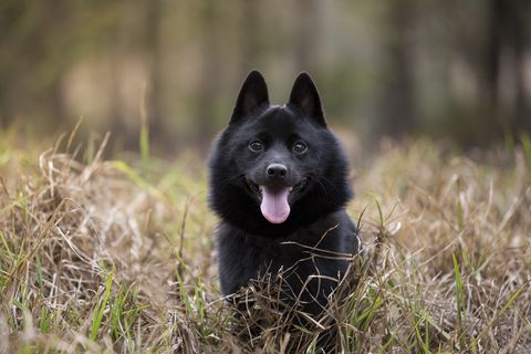 young vibrant male schipperke enjoying a day out and about