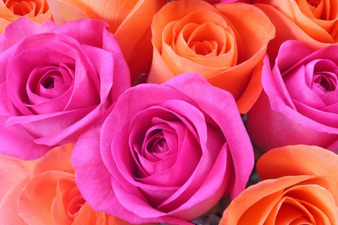 pink and orange rose buds