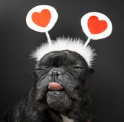 valentine's day memes, french bulldog