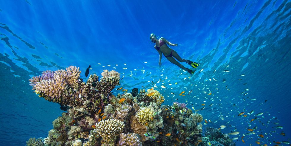 underwater, diver, coral reef