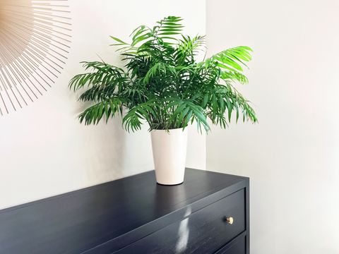 parlor palm plant decorating black wooden dresser modern home decor