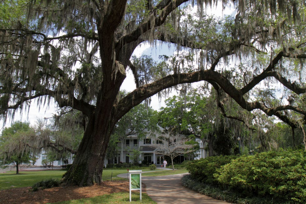 a live oak tree in the harry p leu gardens photo by jeffrey greenberguniversal images group via getty images