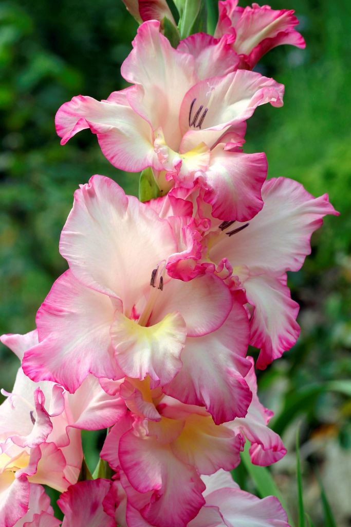 Flower, Flowering plant, Pink, Petal, Gladiolus, Plant, Iris family, Botany, Terrestrial plant, Iris, 