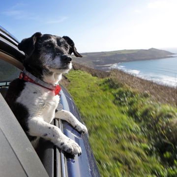 dog friendly road trips