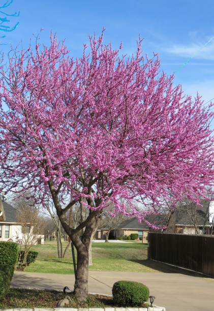 mexican redbud tree springtime blossoms landscape