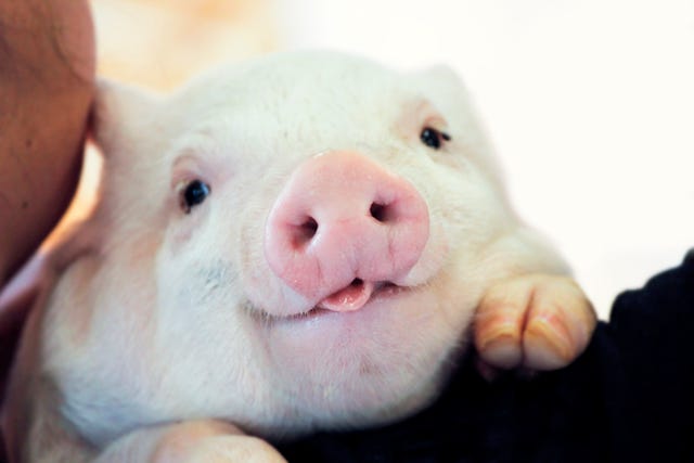 Cute Piglet Looking At Camera