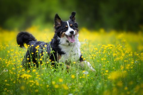 Dog, Mammal, Vertebrate, Canidae, People in nature, Dog breed, Green, Carnivore, Border collie, Meadow, 