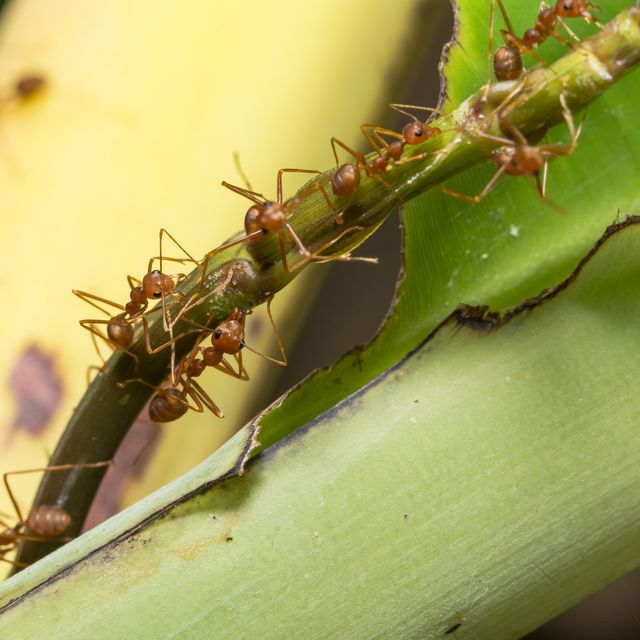 Close-Up Of Ants On Plant