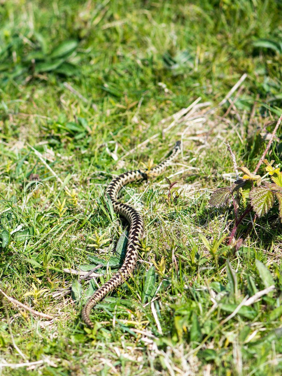 adder snake