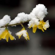 Snow, Frost, Yellow, Freezing, Flower, Winter, Branch, Plant, Twig, Photography, 