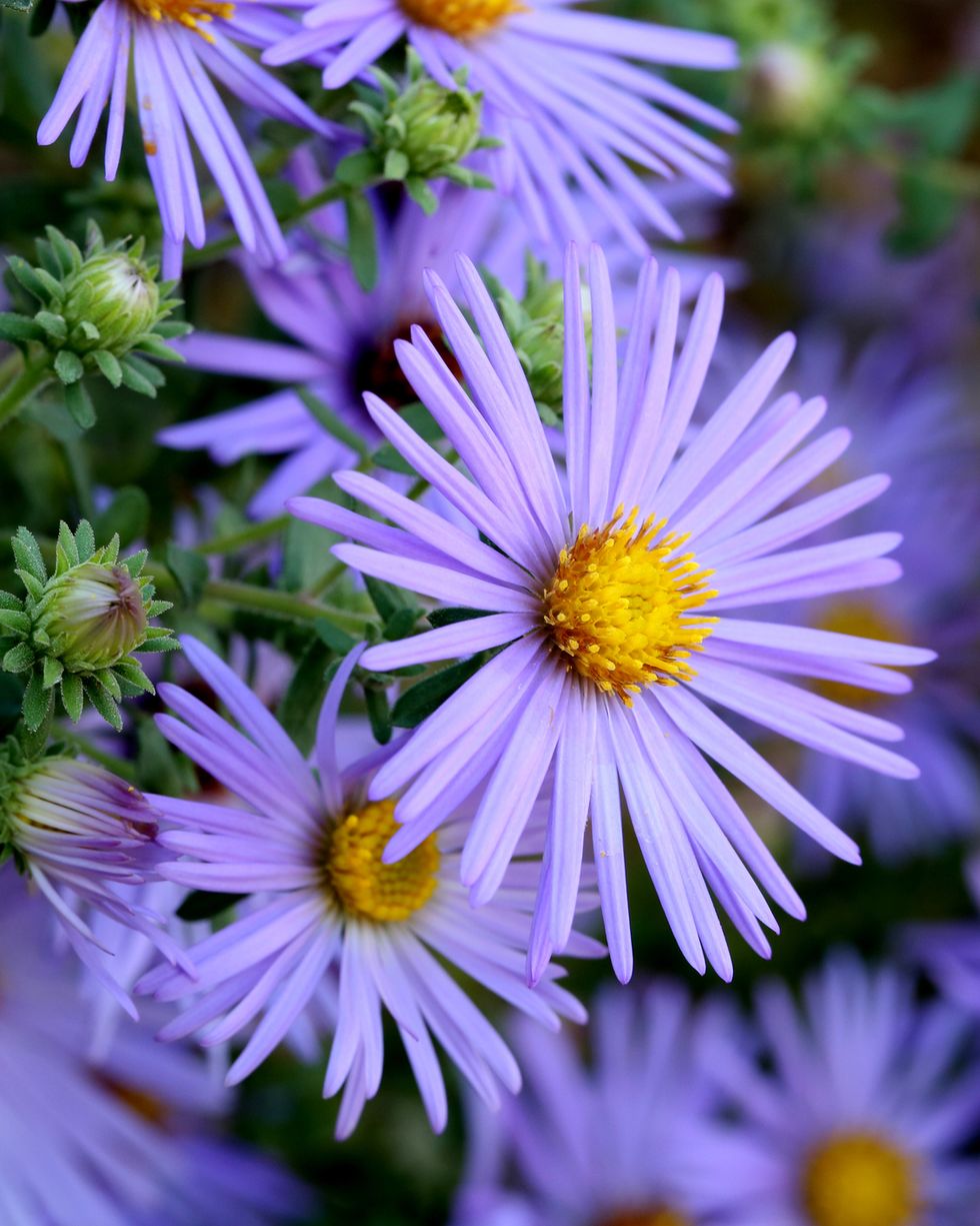 a close up of aster flowers of the hardy blue variety showing their lavender petals and yellow centers along with some buds on green stalks