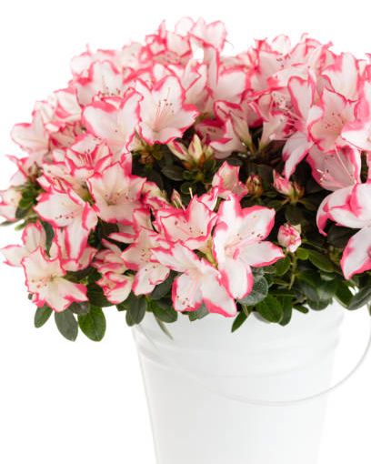 lush blossoming plant of azalea in flower pot isolated on white background pink and white rhododendron flower shop or care for house plants concept
