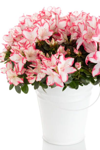 lush blossoming plant of azalea in flower pot isolated on white background pink and white rhododendron flower shop or care for house plants concept