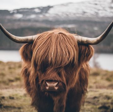 Close-Up Of Highland Cattle Standing On Field